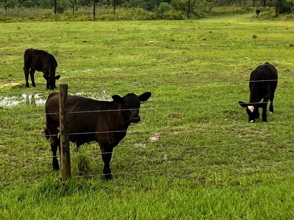 On Toxic Empathy (and Displaced&nbsp;Cows)